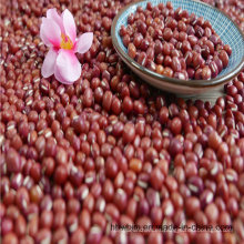 Frijoles rojos de alta calidad (azuki / adzuki bean)